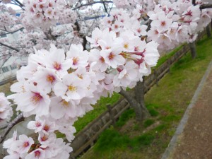 おそ～～くなりました。2015年の桜　✿