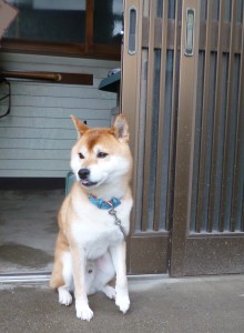 お客様の愛犬ご紹介。